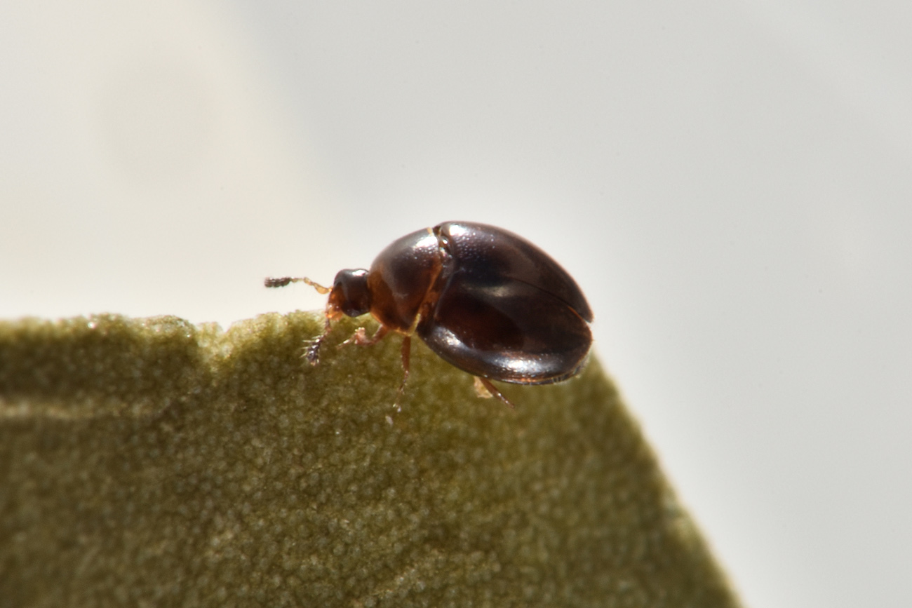 Corylophidae: Orthoperus sp? Sì.